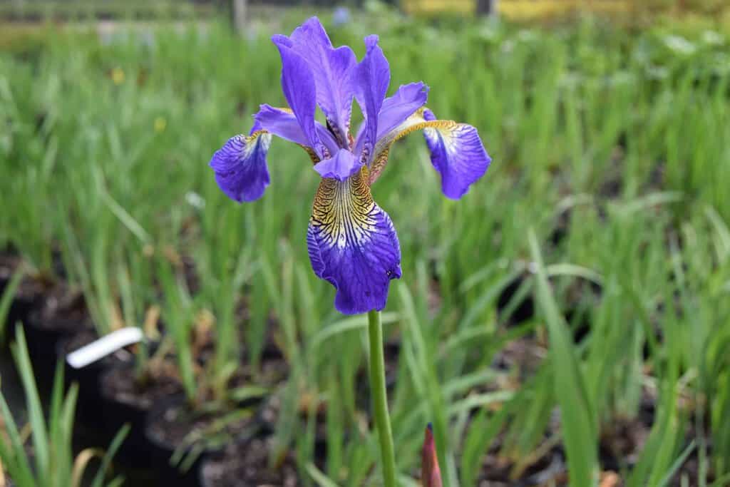 Iris sibirica 'Caesar's Brother' ---